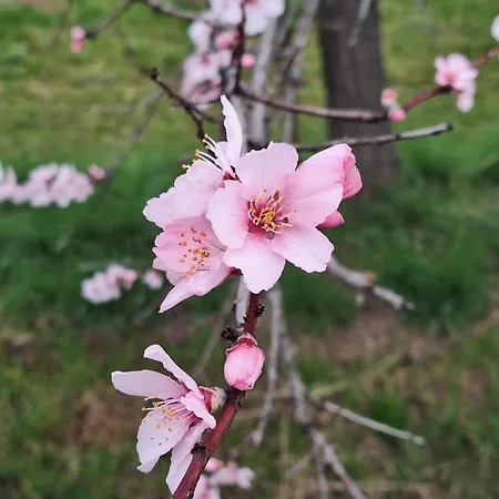 Haus Mittendrin Apartman Neustadt an der Weinstraße