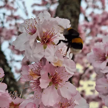 Haus Mittendrin * Neustadt an der Weinstraße