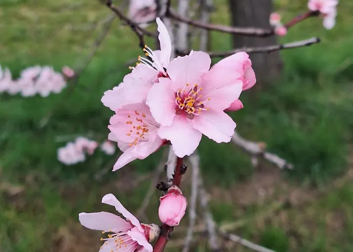 Haus Mittendrin Apartman Neustadt an der Weinstraße
