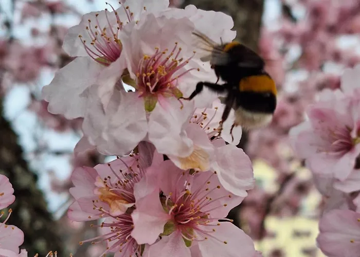 Haus Mittendrin * Neustadt an der Weinstraße